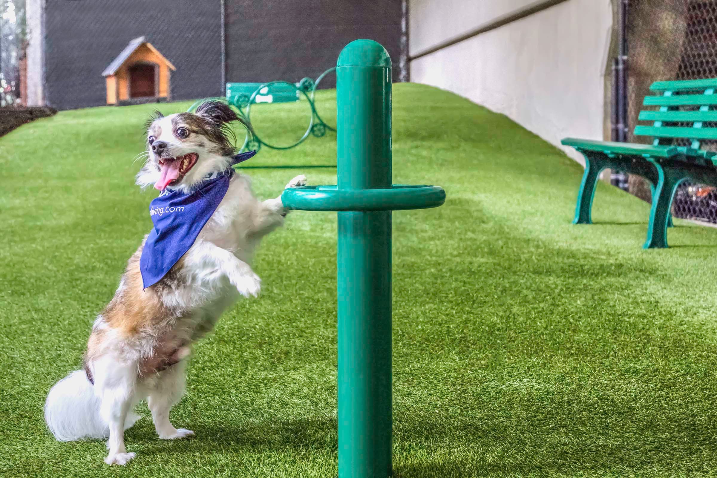 Dog Park with Agility Equipment