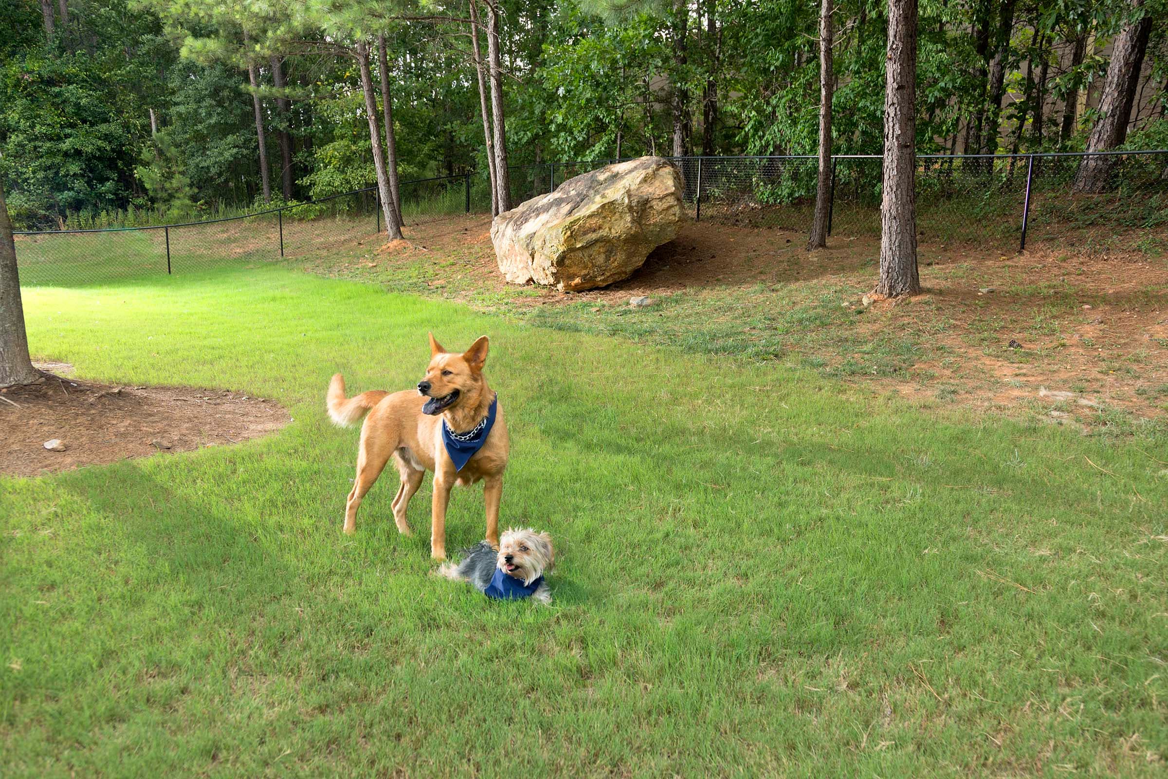 Dog Park