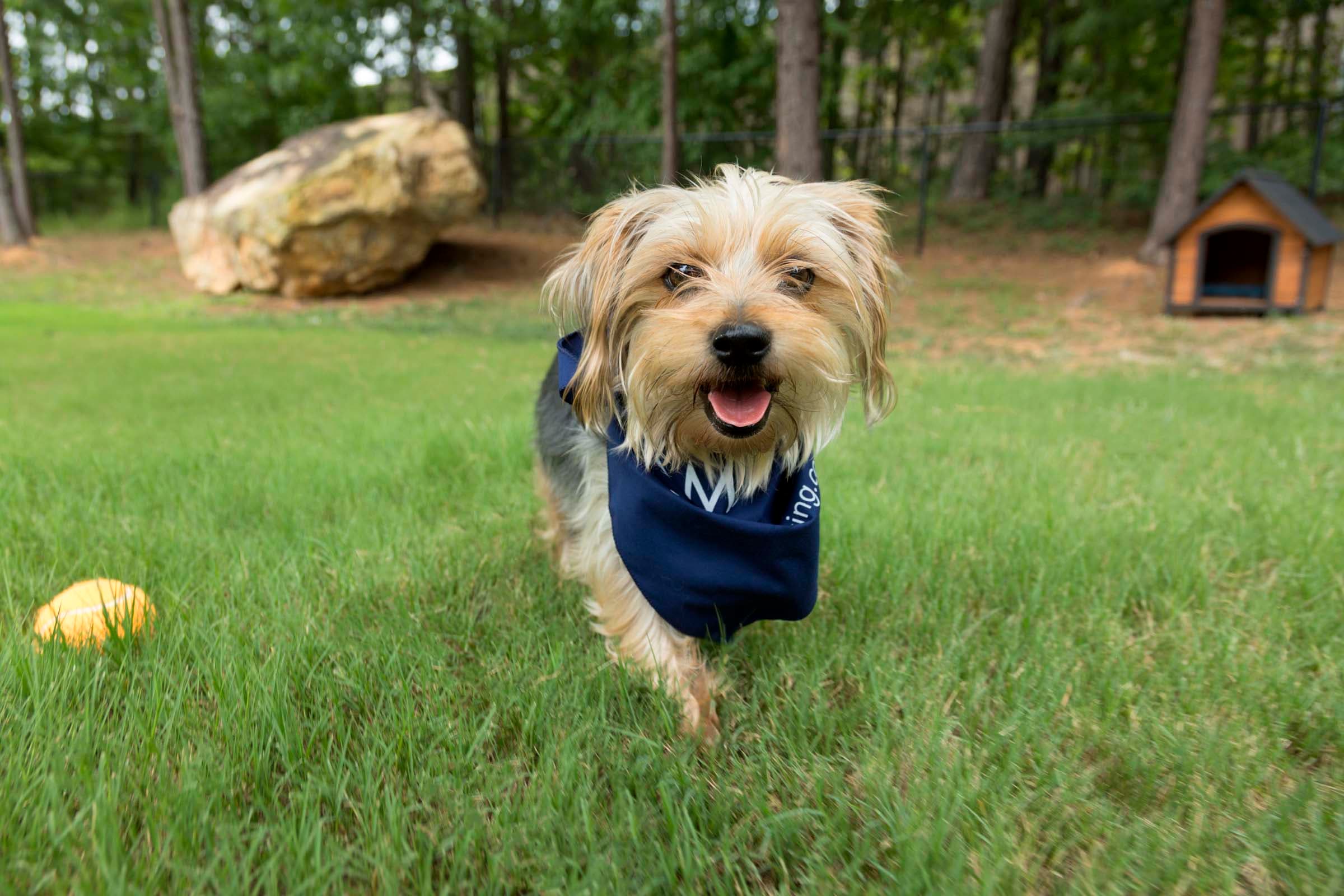 Fenced, Off-Leash Dog Park