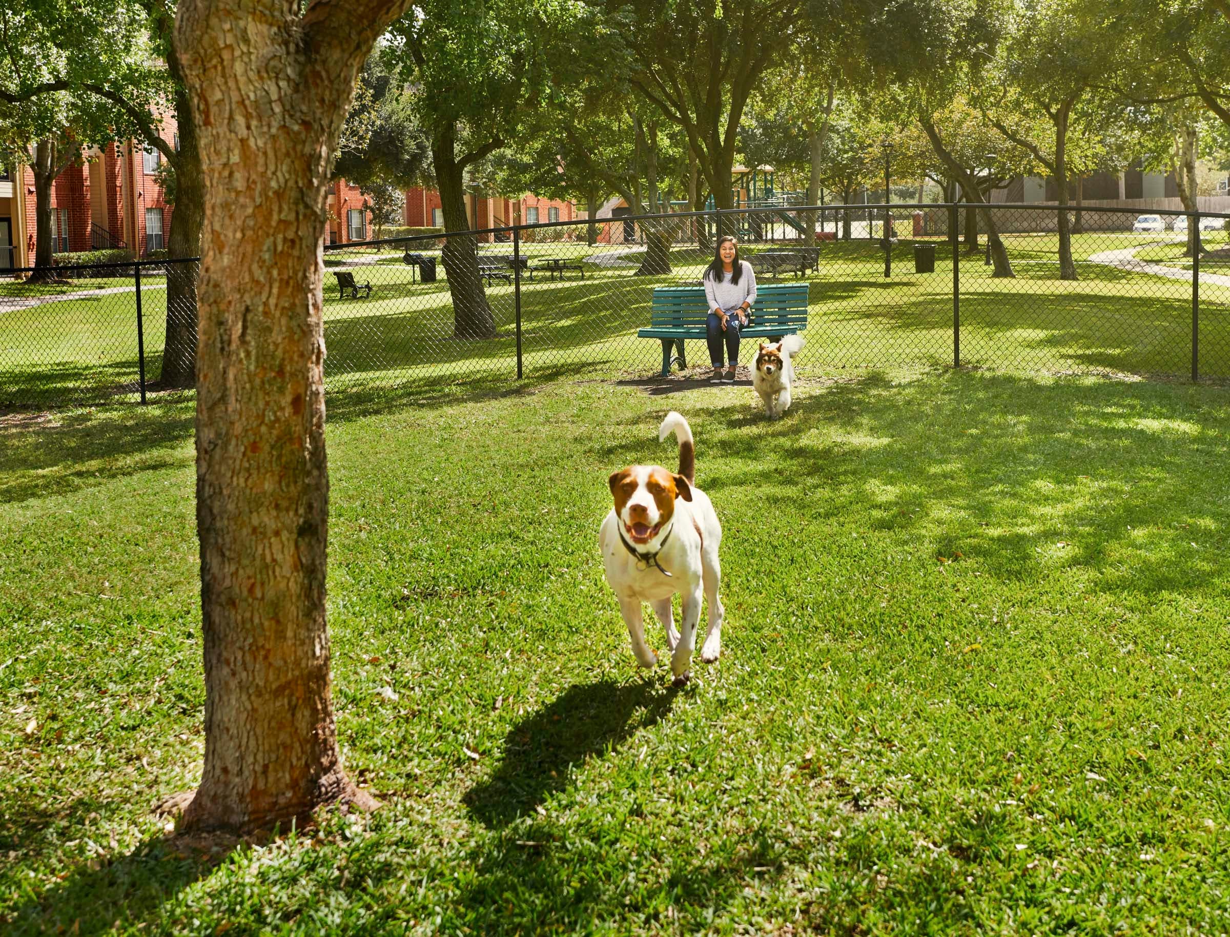 Dog Park
