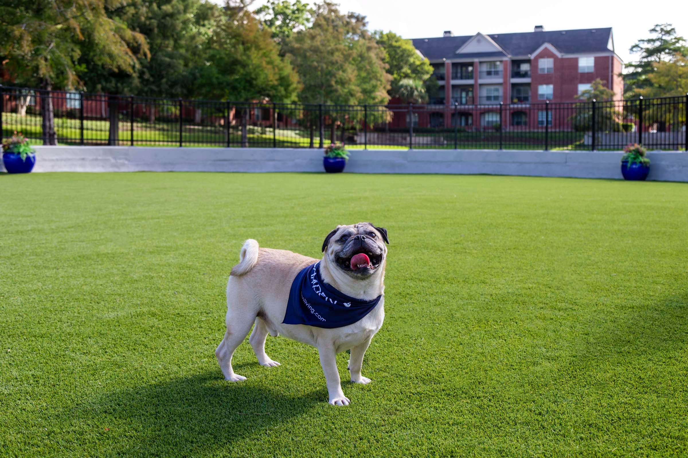 Pet Friendly Community