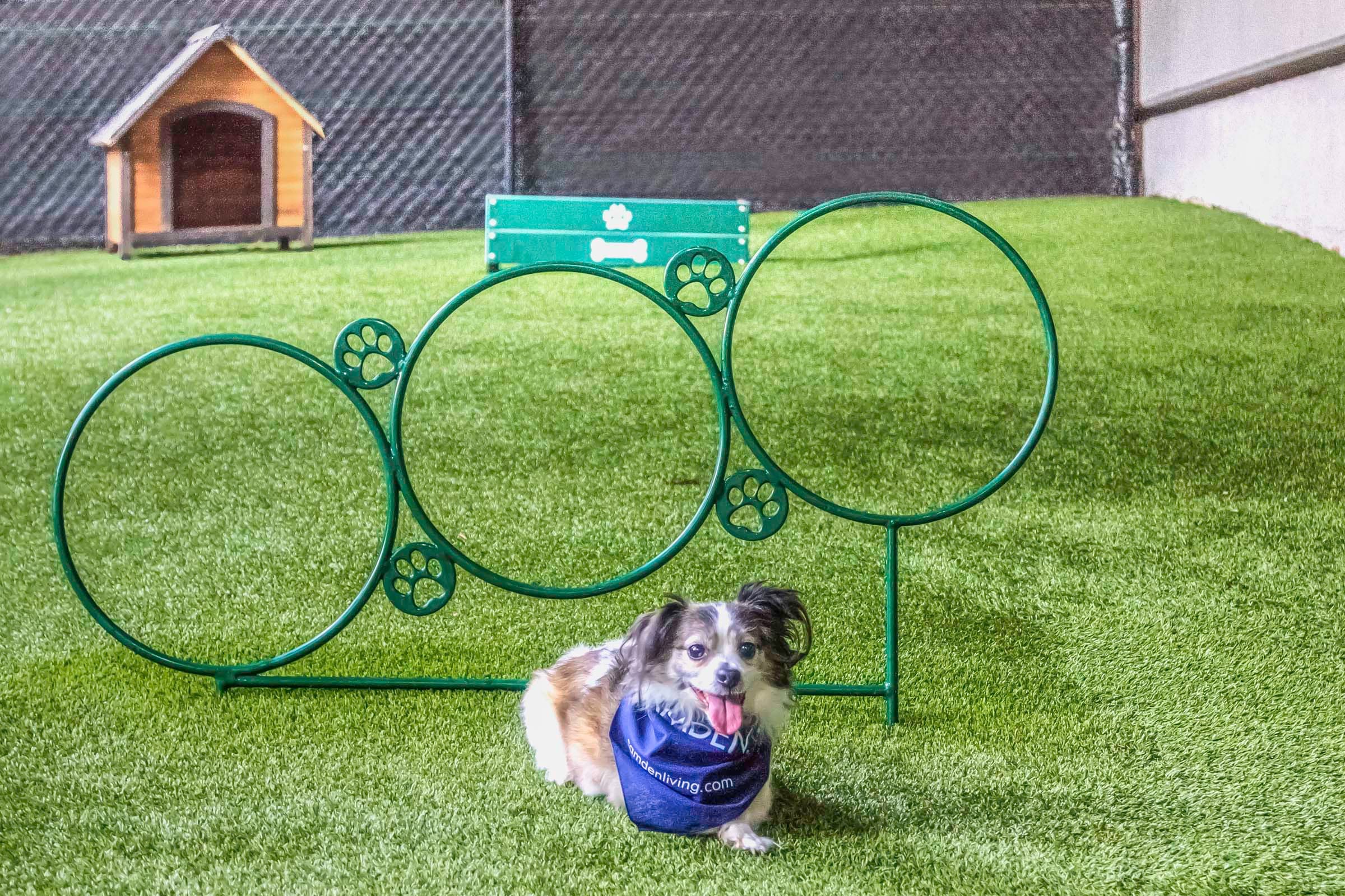 Dog Park with Turf at our Pet-Friendly Community