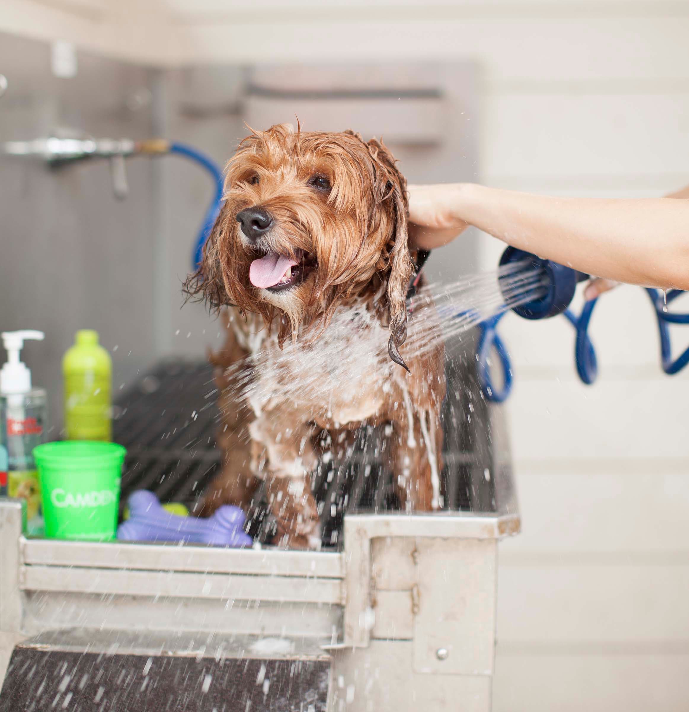 Pet Spa with Wash Station