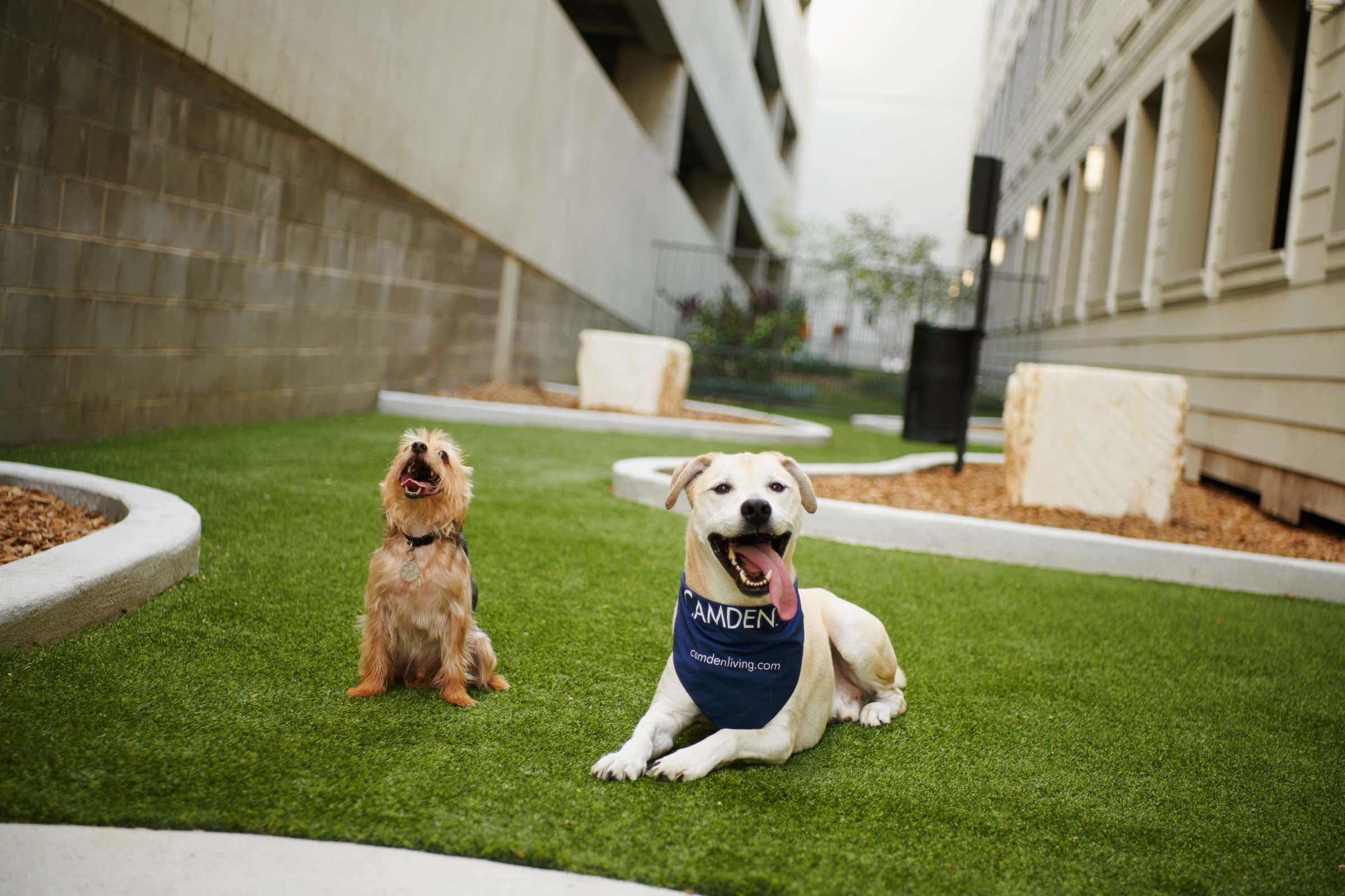 Neighborhood Off-Leash Dog Park Access